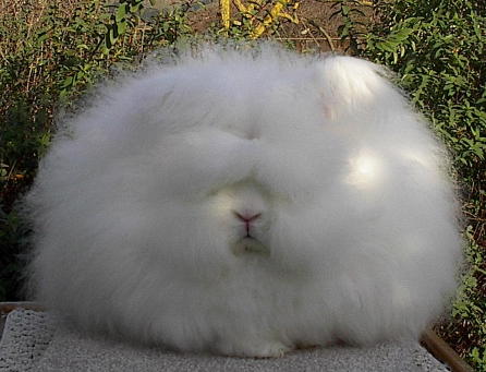 fluffy.jpg